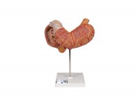 model hemoroidów - 3b smart anatomy - 1000315 [k27] 3b scientific modele anatomiczne 10